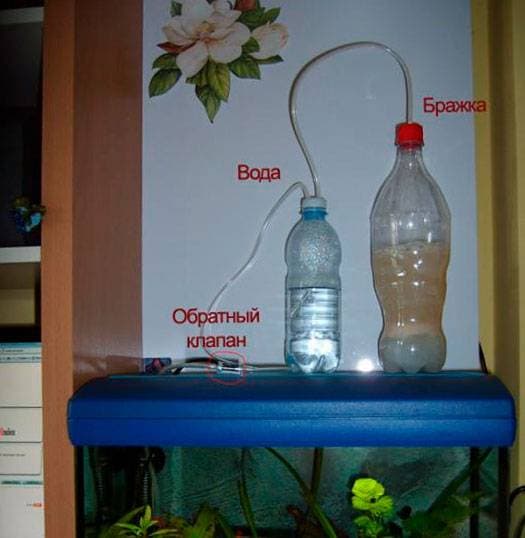 Брага в аквариуме