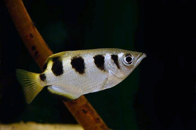 Брызгун Брызгун