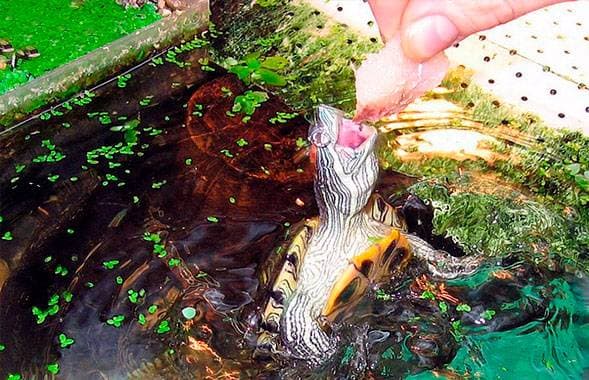 Черепашка ест мясо