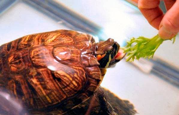 Черепашка ест
