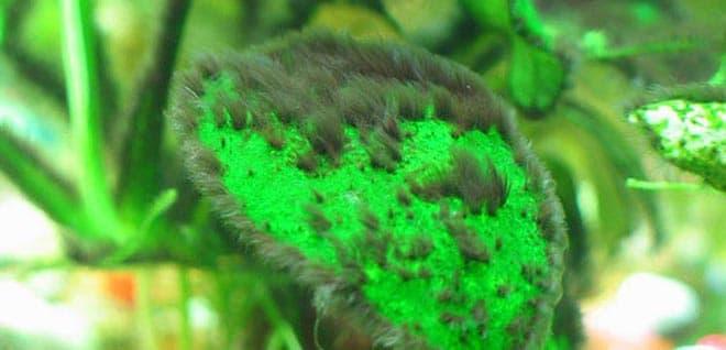 Черная борода водоросли в аквариуме Черная борода водоросли в аквариуме