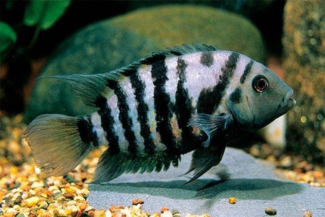 Чернополосая цихлазома Чернополосая цихлазома