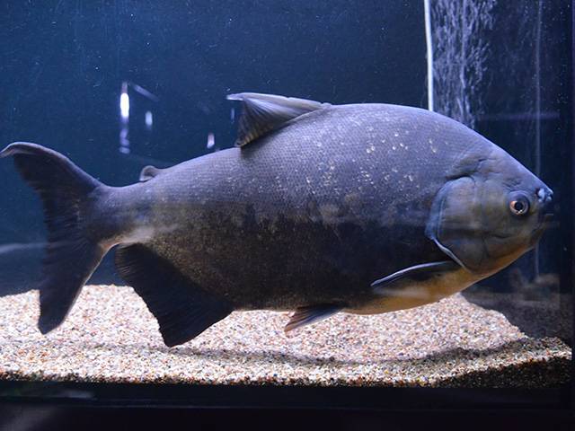 Черный паку