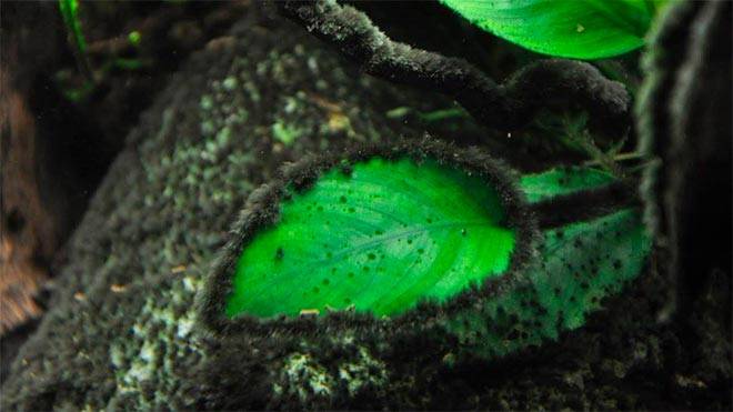 Чёрная борода из-за плохого света Чёрная борода из-за плохого света