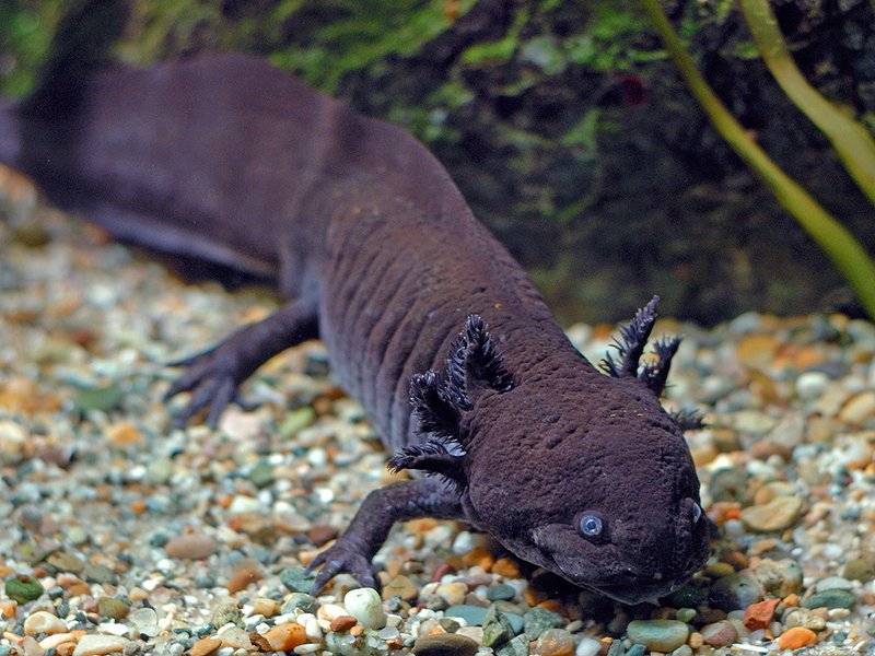 Чёрный водный дракон