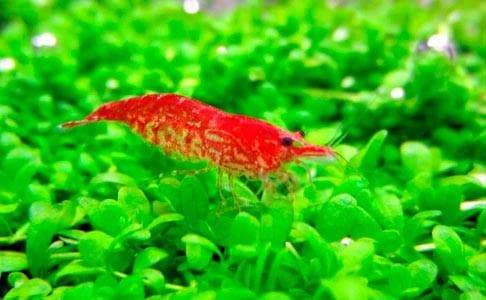 Креветка красная Вишня Креветка красная Вишня