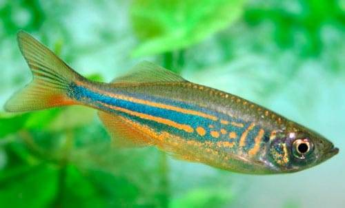 Данио деварио Данио деварио