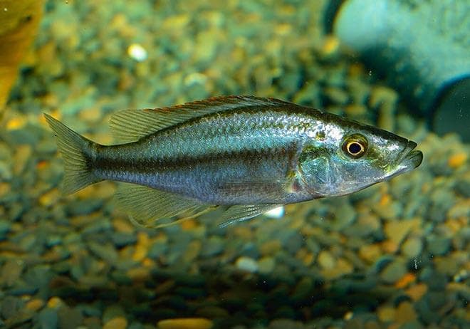 Длиннорылый хаплохромис Длиннорылый хаплохромис