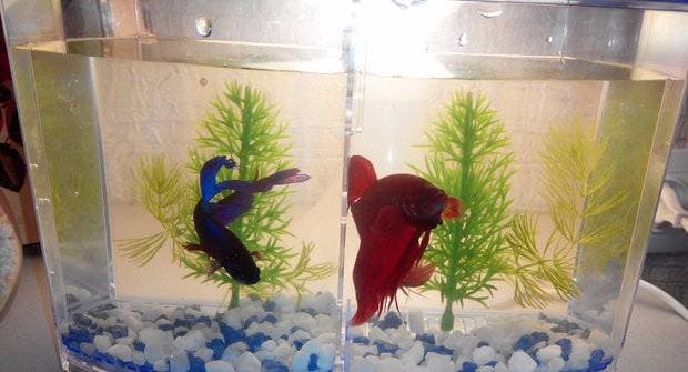 Два петушка отделены в аквариуме