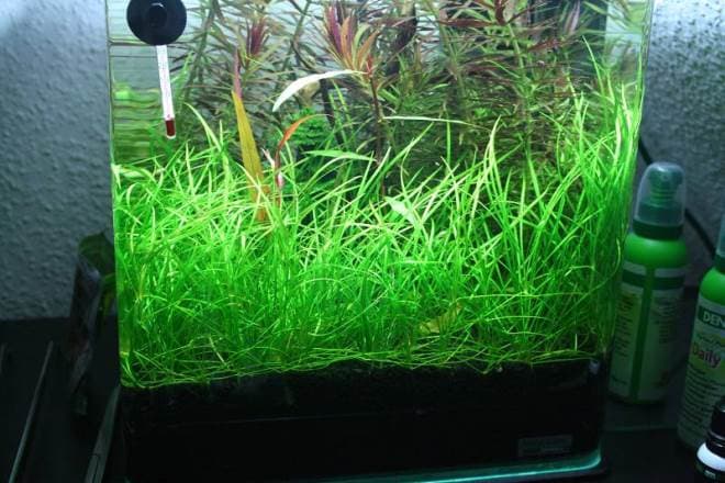 Echinodorus_tenellus содержание Echinodorus_tenellus содержание