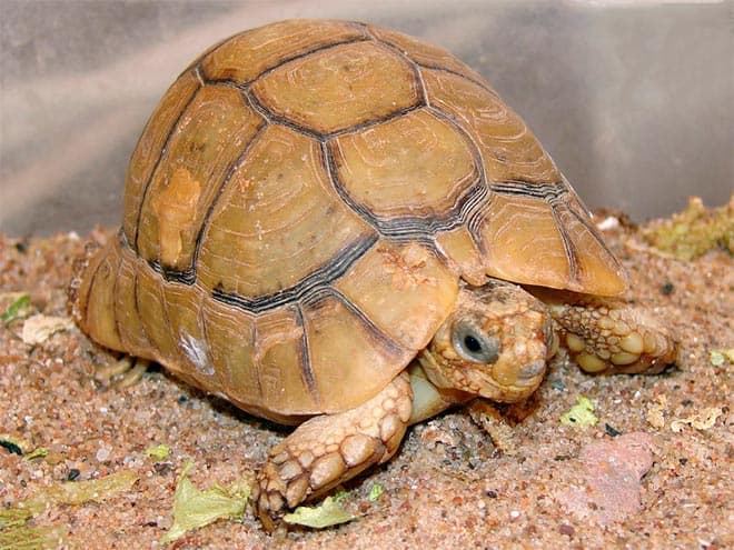 Египетская черепаха Египетская черепаха
