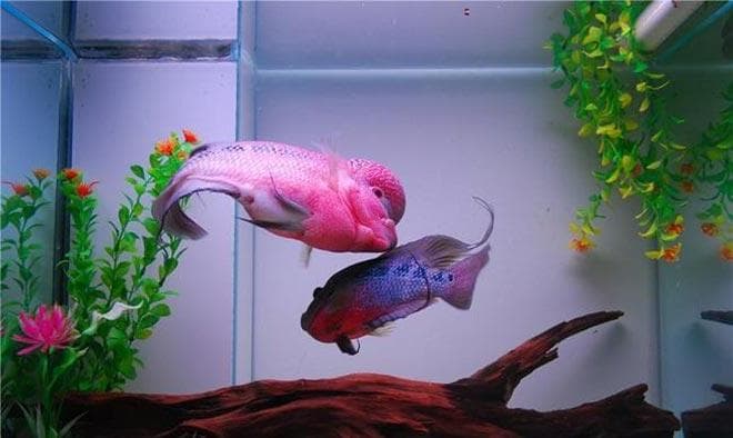 фловер хорн пара фловер хорн пара