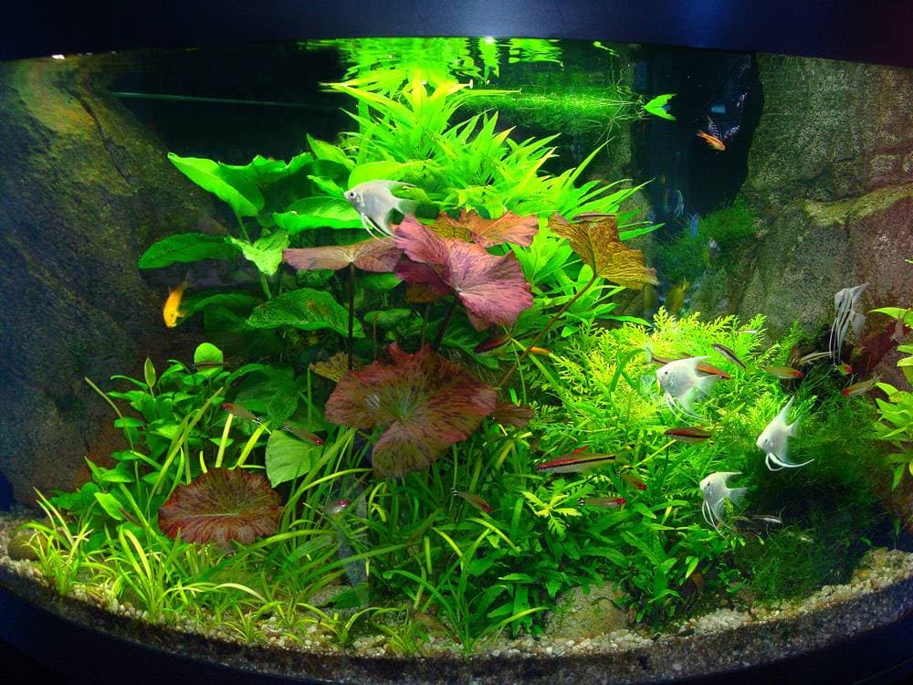 Фон из растений