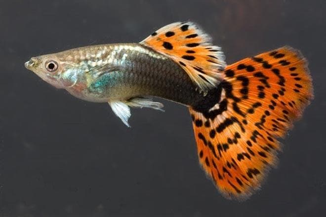 Гуппи Оранжевые ковровые Гуппи Оранжевые ковровые