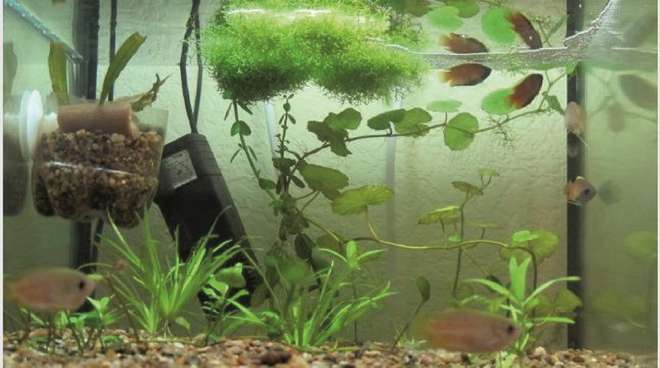 Гнездо Гнездо