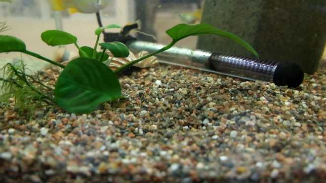 Грунт для аквариума Грунт для аквариума