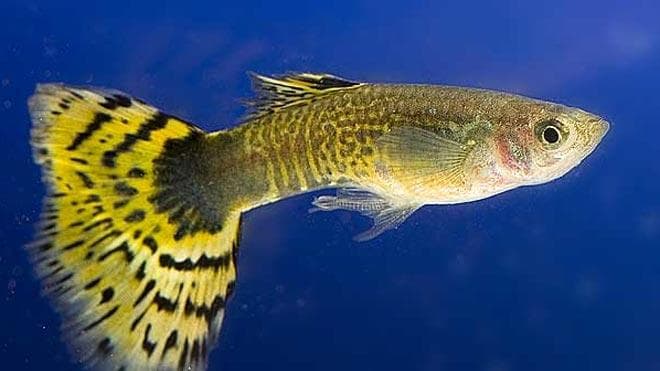 Гуппи Желтые ковровые Гуппи Желтые ковровые