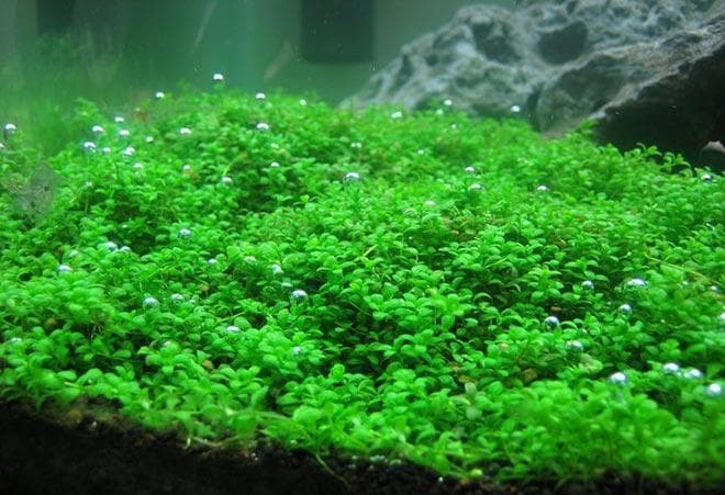 Хемиантус куба Хемиантус куба