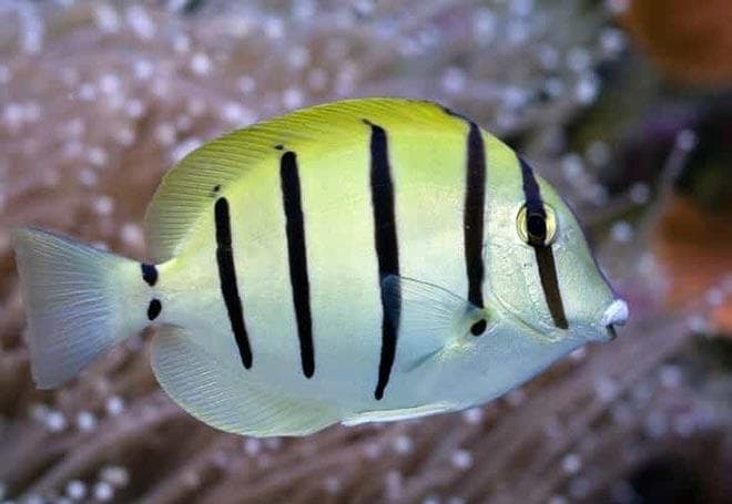 Хирург-зебра (Acanthurus triostegus) Хирург-зебра (Acanthurus triostegus)