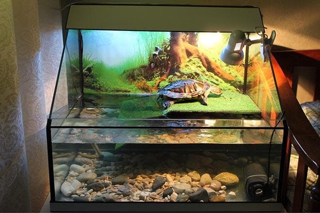 Красноухая черепаха и рыбки Красноухая черепаха и рыбки