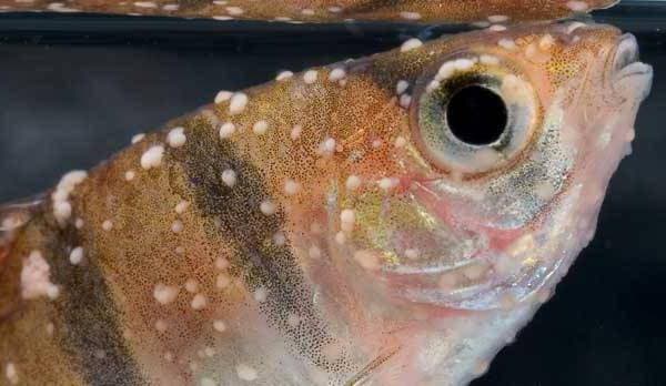 Ихтиофтириоз