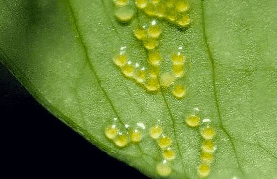 Икра неонов