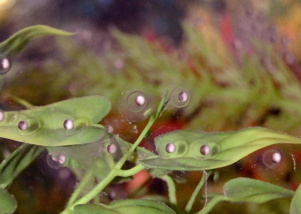 Икра водяного дракона