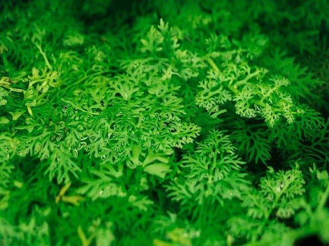 Индийский папоротник Индийский папоротник