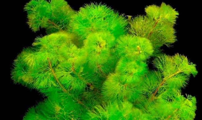 кабомба кабомба