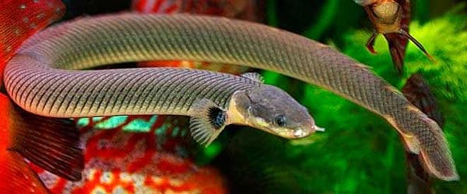 Каламоихт калабарский Каламоихт калабарский