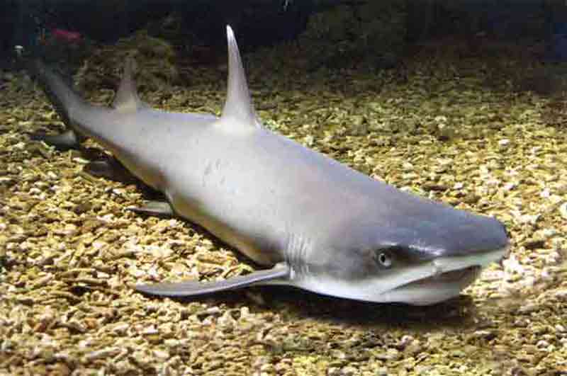 Карликовая акула