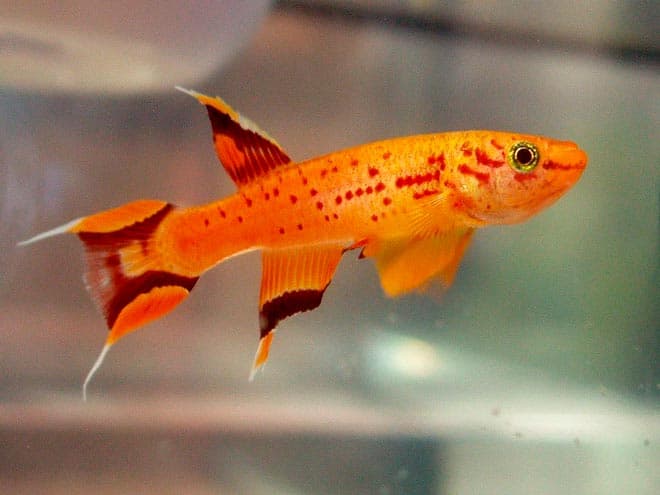 Карпозубообразные