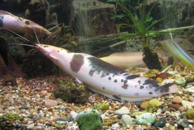 Клариус Клариус