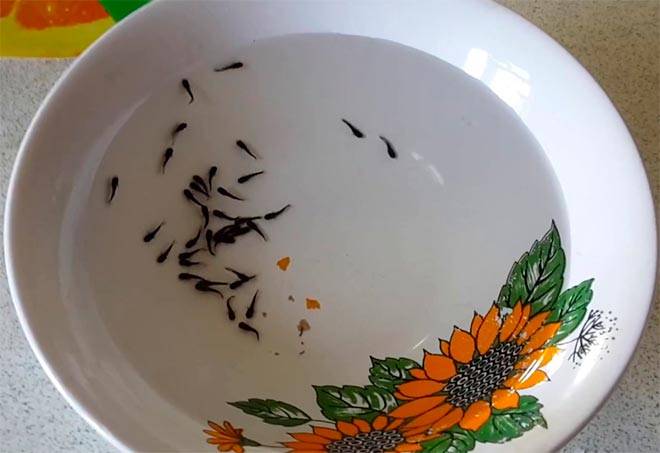 Кормление мальков моллинезии Кормление мальков моллинезии