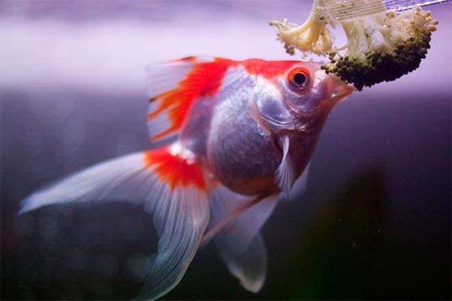 Кормление золотой рыбки Кормление золотой рыбки