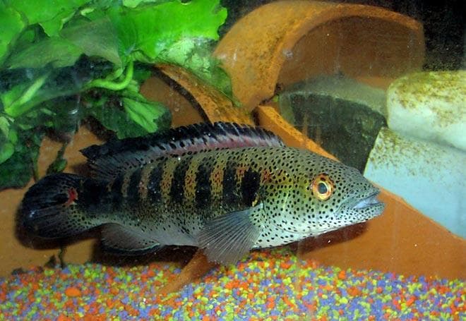 Креницихла сердцеточечная Креницихла сердцеточечная