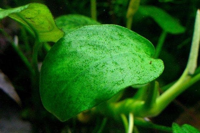 Ксенококус Ксенококус