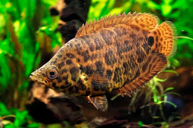 Ктенопомы Ктенопомы