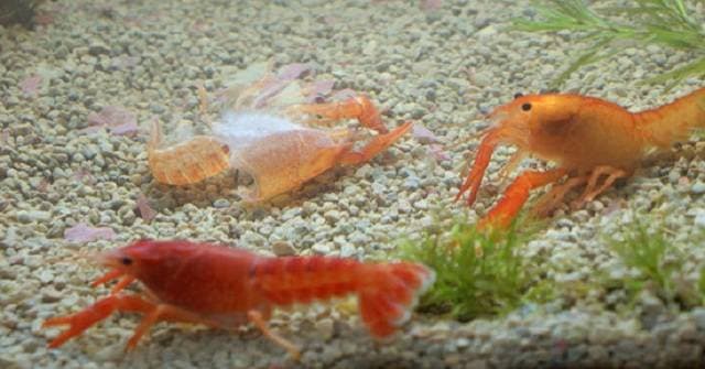 Линька раков