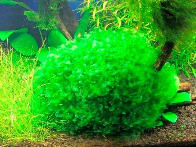 Ломариопсис Линеата Ломариопсис Линеата