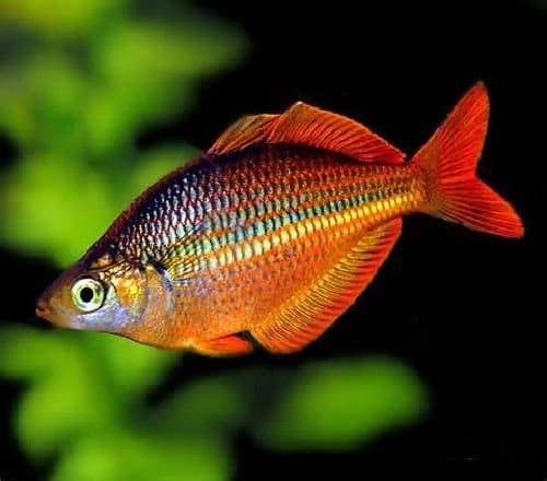 Меланотения Паркинсона Меланотения Паркинсона