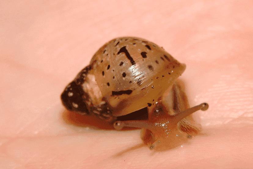 Маленькая ахатина