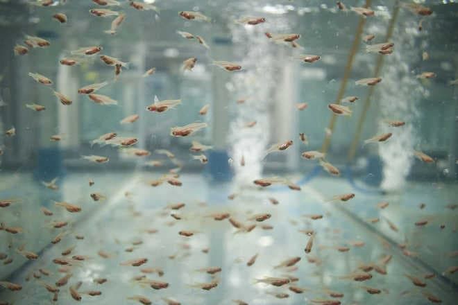 Мальки данио Мальки данио