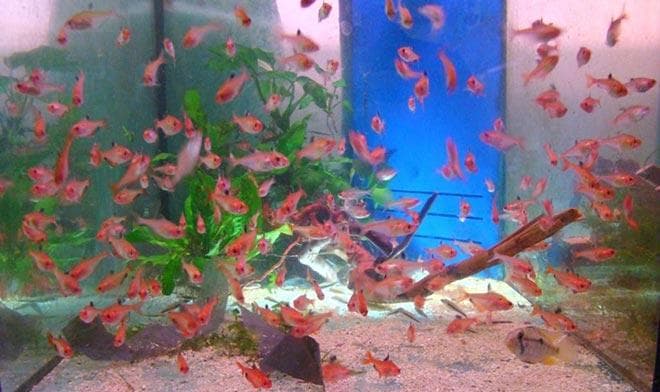 Мальки минора Мальки минора