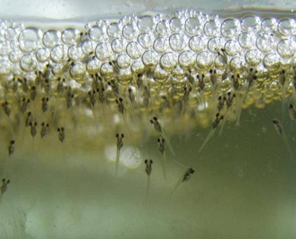 Мальки петушка