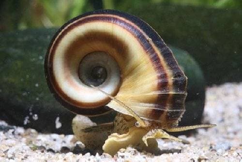 Мариза Мариза