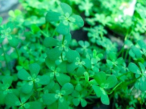 Марсилия четырёхлистная Марсилия четырёхлистная