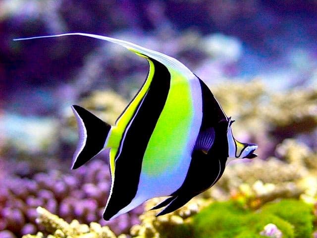 Мавританский идол Мавританский идол