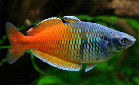 Меланотения Боэсмана Меланотения Боэсмана