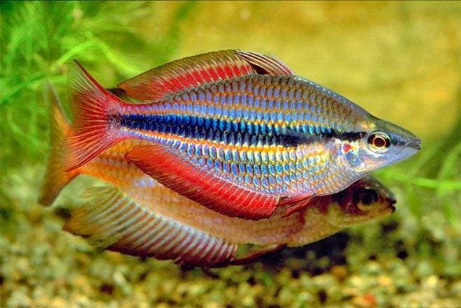 Меланотения трехполосая